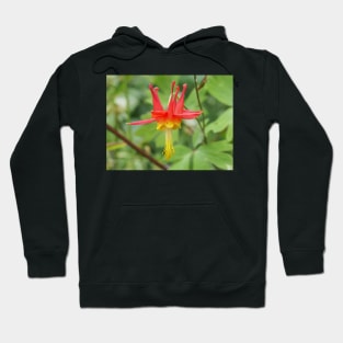 Aquilegia formosa flower Hoodie